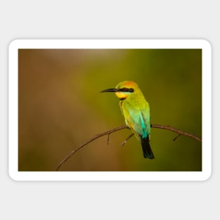 Rainbow Bee Eater, Northern Territory Sticker